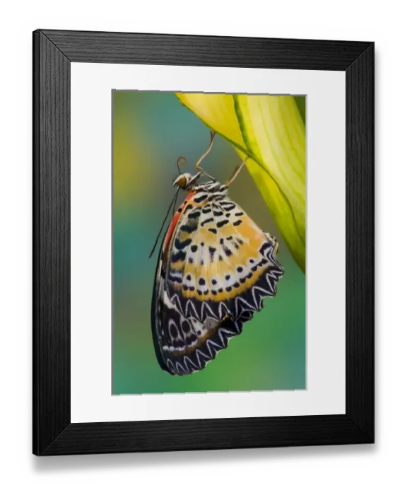 Framed Print : Sammamish Washington Tropical Butterflies photograph of Leopard Lacewing butterfly Framed Print : Sammamish Washington Tropical Butterflies photograph of Leopard Lacewing butterfly