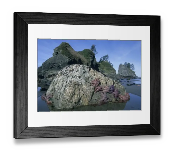 Framed Print : Ochre Seastars (Pisaster ochraceous) Shi-Shi Beach, Point of Arches, Olympic Peninsula