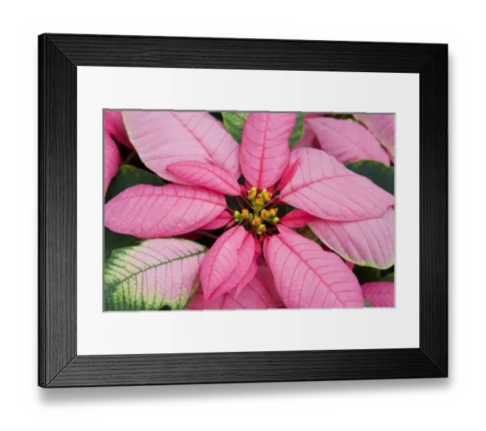 Framed Print : USA, Washington, Woodinville, Molbaks Nursery, Poinsettia Festival Framed Print : USA, Washington, Woodinville, Molbaks Nursery, Poinsettia Festival