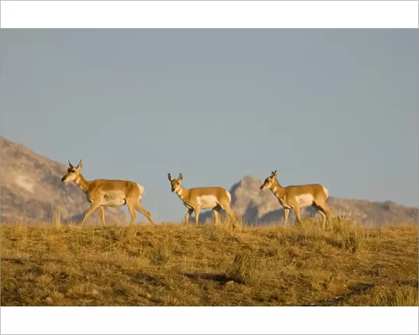 WY, Grand Teton National Park, Pronghorn, Mother and calves, Antilocapra americana