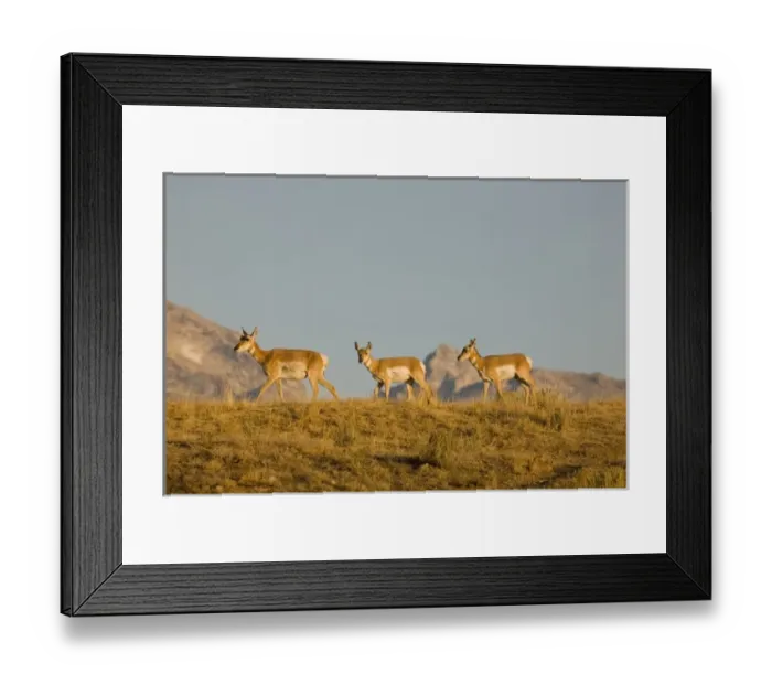 Framed Print : WY, Grand Teton National Park, Pronghorn, Mother and calves, Antilocapra americana