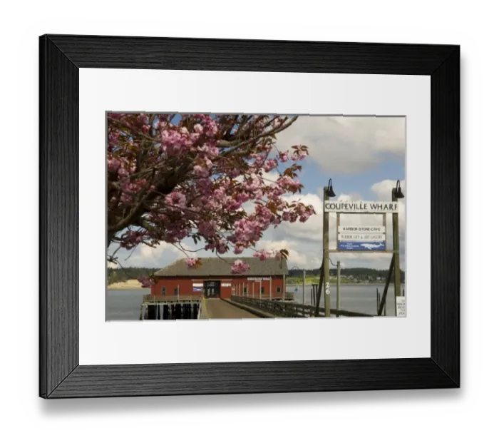 Framed Print : USA, WA, Island County, Whidbey Island, Coupeville. Cherry blossoms decorate entrace
