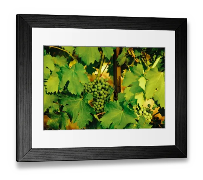 Framed Print : USA, Washington, Walla Walla. Grapes ripen in the summer sun of the Walla Walla AVA