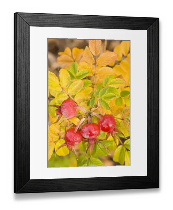 Framed Print : USA, North America, Washington Framed Print : USA, North America, Washington
