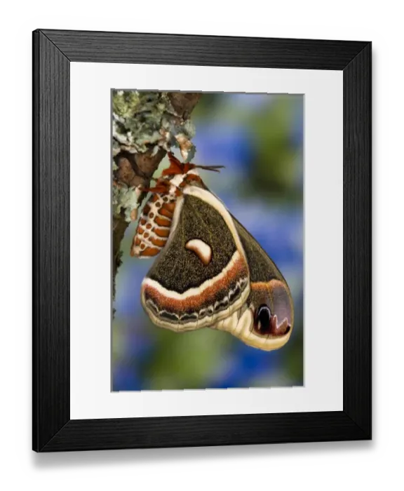 Framed Print : Sammamish, Washington North American Silk moth Cecropia, or the Red Robin Moth Framed Print : Sammamish, Washington North American Silk moth Cecropia, or the Red Robin Moth