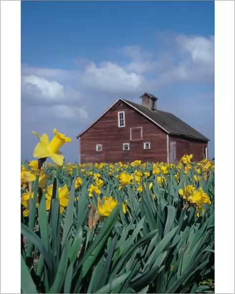 USA, Washington, Skagit Valley. Field of yellow tulips with red barn