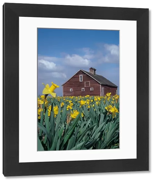 USA, Washington, Skagit Valley. Field of yellow tulips with red barn