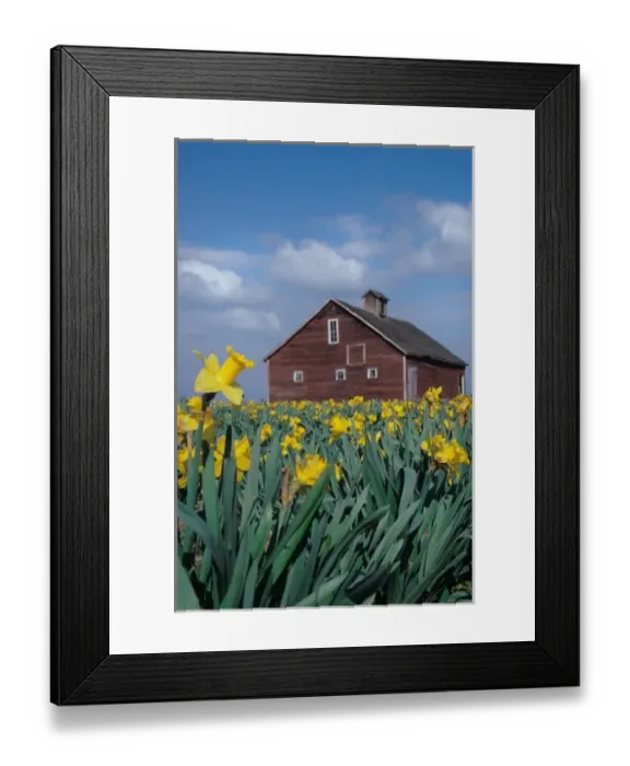 Framed Print : USA, Washington, Skagit Valley. Field of yellow tulips with red barn