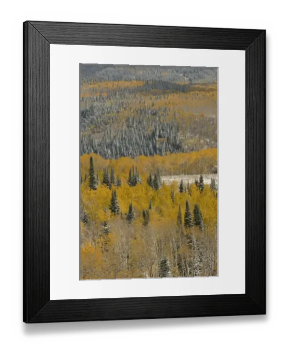Framed Print : Evergreens and Aspens, Fall Snow storm near Encampment Wyoming, Aspen Alley, Battle Mountain Pass Framed Print : Evergreens and Aspens, Fall Snow storm near Encampment Wyoming, Aspen Alley, Battle Mountain Pass