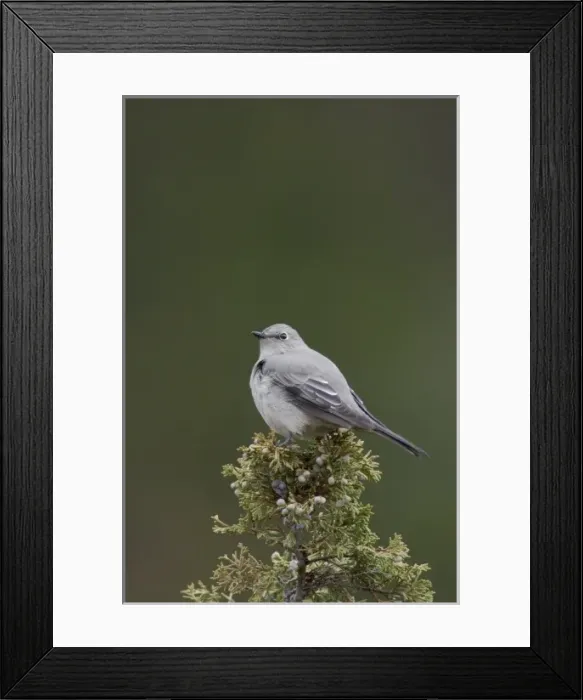 Framed Print : Adult Townsends Solitaire on juniper tree, Yellowstone NP, Wyoming Framed Print : Adult Townsends Solitaire on juniper tree, Yellowstone NP, Wyoming