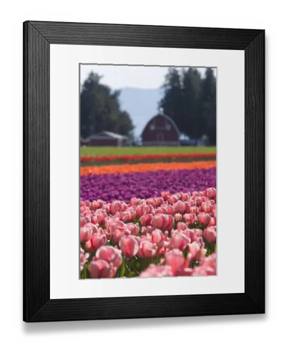 Framed Print : Skagit Valley Tulip Fields, near La Conner, Washington State, USA (RF) Framed Print : Skagit Valley Tulip Fields, near La Conner, Washington State, USA (RF)