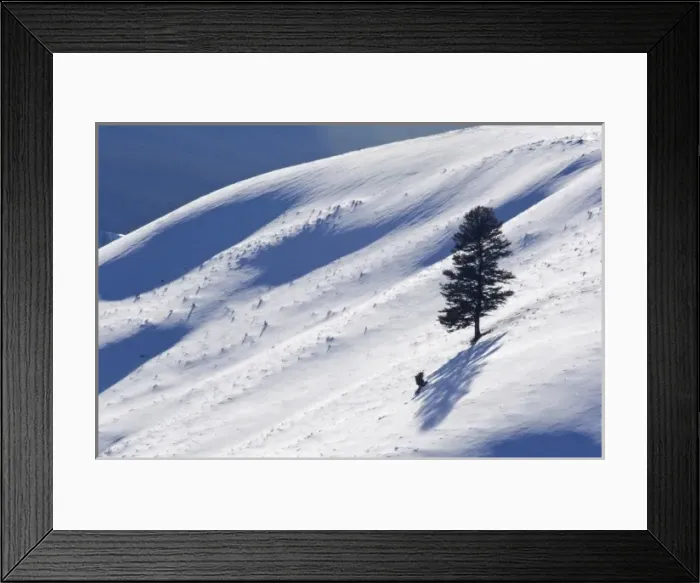 Framed Print : USA, WY, Yellowstone NP, Lone Pine Tree on Snowy Hill