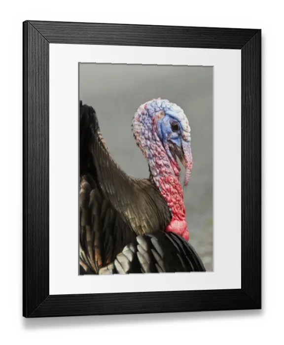Framed Print : USA, WA, La Conner. Wild turkeys (Meleagris gallopavo) have established in the town