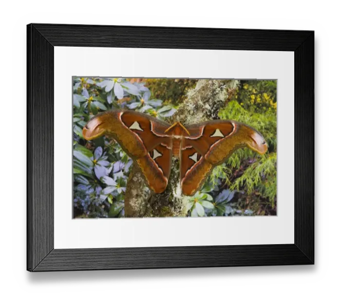 Framed Print : Sammamish, Washington captive raised largest moth in the world Attacus Lorquini