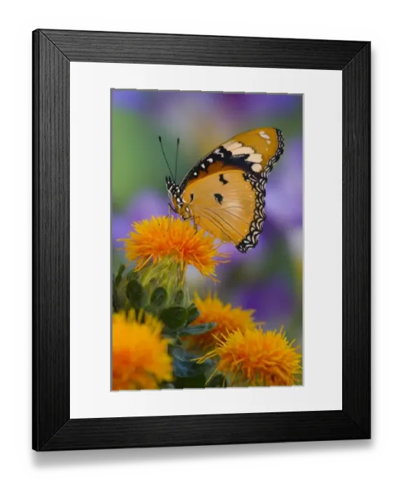 Framed Print : USA, North America, Washington Framed Print : USA, North America, Washington