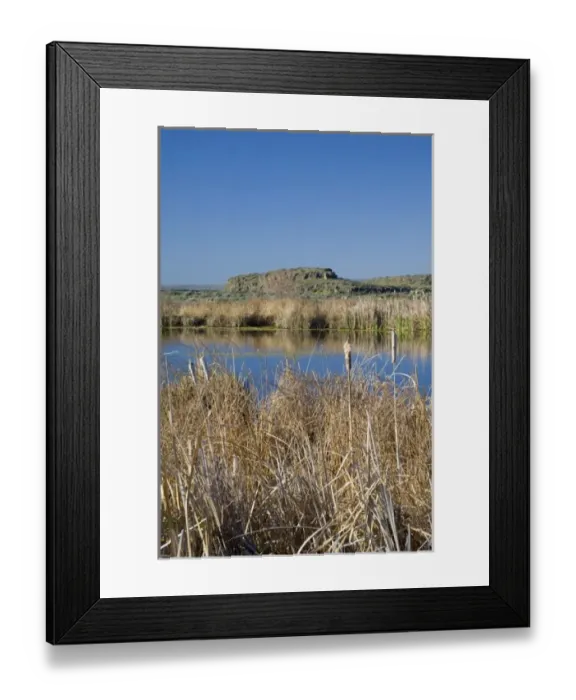 Framed Print : WA, Othello, Columbia Naitonal Wildlife Refuge, cattails at Shoreler Lake Framed Print : WA, Othello, Columbia Naitonal Wildlife Refuge, cattails at Shoreler Lake