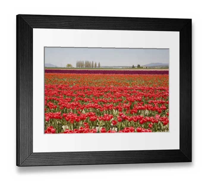 Framed Print : WA, Skagit Valley, Tulip Field in full bloom Framed Print : WA, Skagit Valley, Tulip Field in full bloom