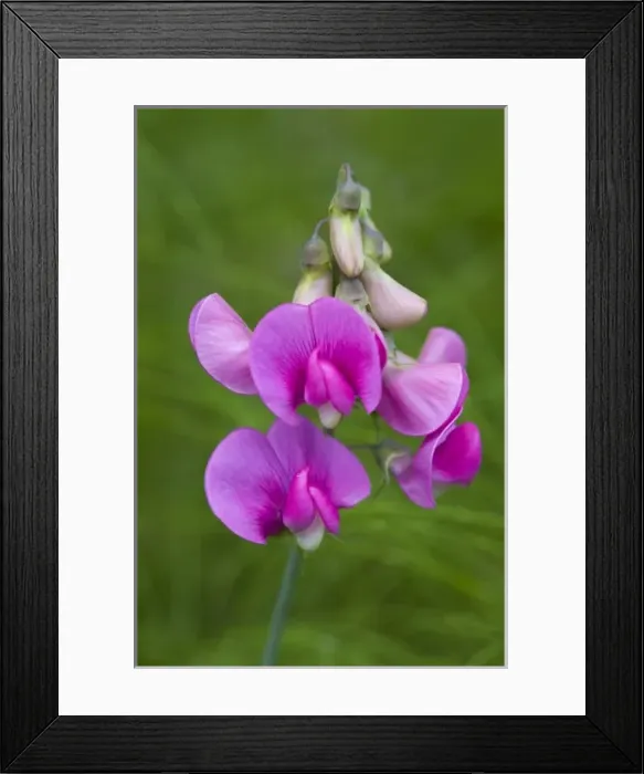 Framed Print : WA, Redmond, Sweet Pea, Lathyrus tingitanus, Pea family