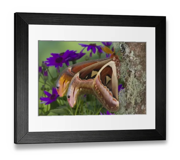 Framed Print : USA, North America, Washington Framed Print : USA, North America, Washington