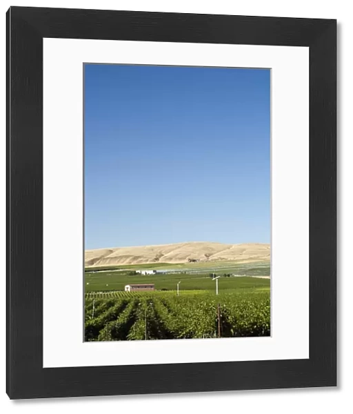Vineyards of Tri-Cities area in the Columbia Valley, Eastern Washington