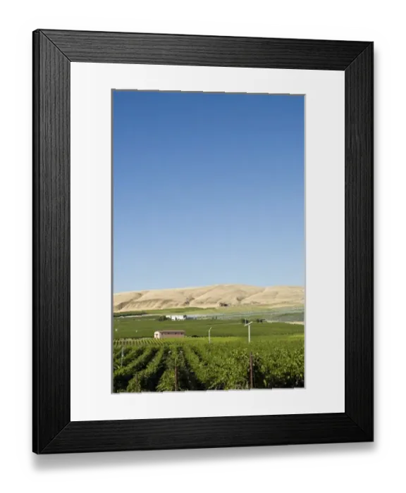 Framed Print : Vineyards of Tri-Cities area in the Columbia Valley, Eastern Washington Framed Print : Vineyards of Tri-Cities area in the Columbia Valley, Eastern Washington
