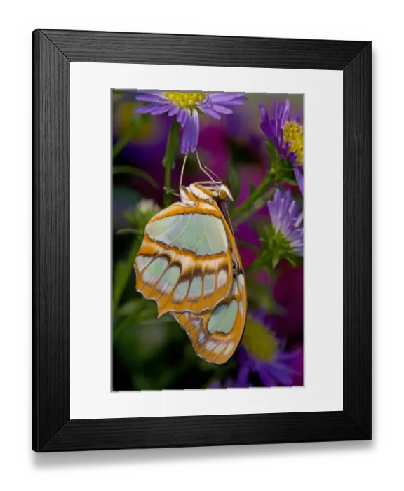Framed Print : Sammamish, Washington Tropical Butterfly Photograph of Siproeta stelenes the malachite Framed Print : Sammamish, Washington Tropical Butterfly Photograph of Siproeta stelenes the malachite