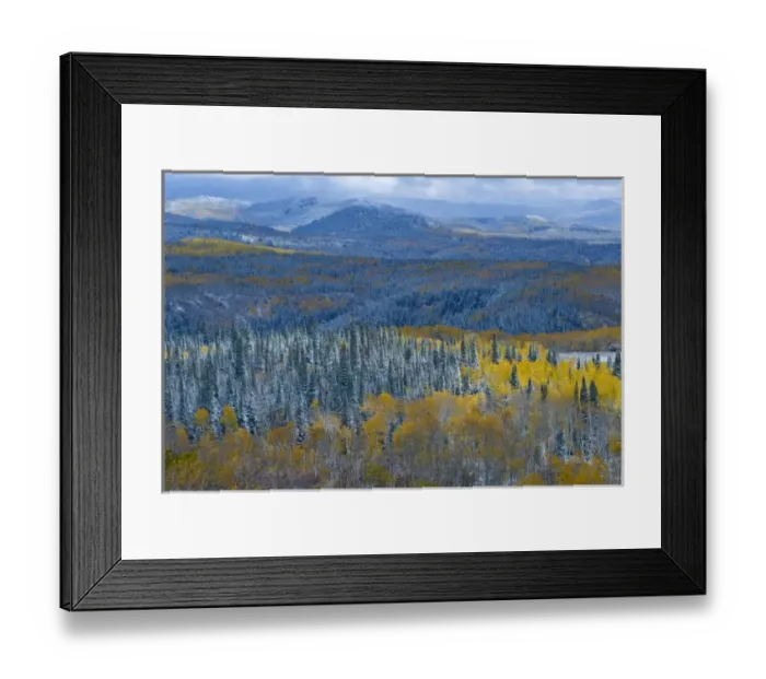 Framed Print : Evergreens and Aspens, Fall Snow storm near Encampment Wyoming, Aspen Alley, Battle Mountain Pass Framed Print : Evergreens and Aspens, Fall Snow storm near Encampment Wyoming, Aspen Alley, Battle Mountain Pass