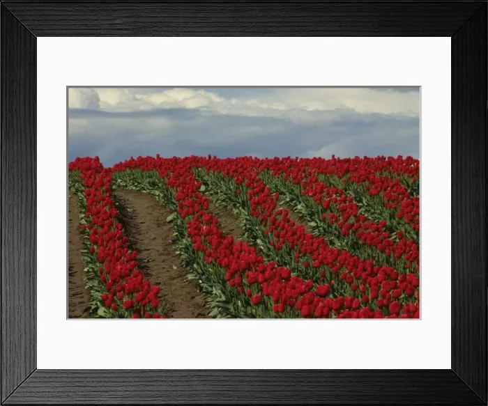 Framed Print : USA, Washington, Skagit Valley. Field of red tulips Framed Print : USA, Washington, Skagit Valley. Field of red tulips