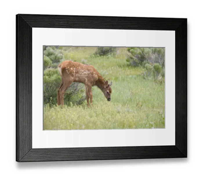 Framed Print : USA, North America, Wyoming Framed Print : USA, North America, Wyoming