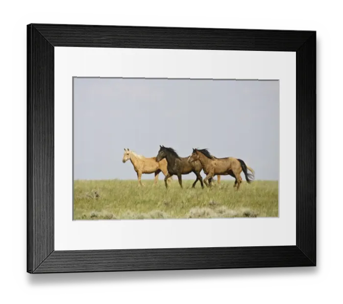 Framed Print : USA, North America, Wyoming Framed Print : USA, North America, Wyoming