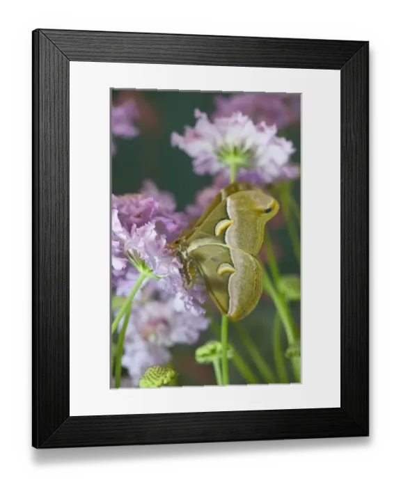 Framed Print : USA, North America, Washington Framed Print : USA, North America, Washington