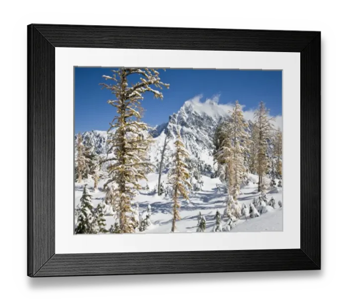 Framed Print : WA, Alpine Lakes Wilderness, Mount Stuart, with golden larch trees and fresh snow Framed Print : WA, Alpine Lakes Wilderness, Mount Stuart, with golden larch trees and fresh snow