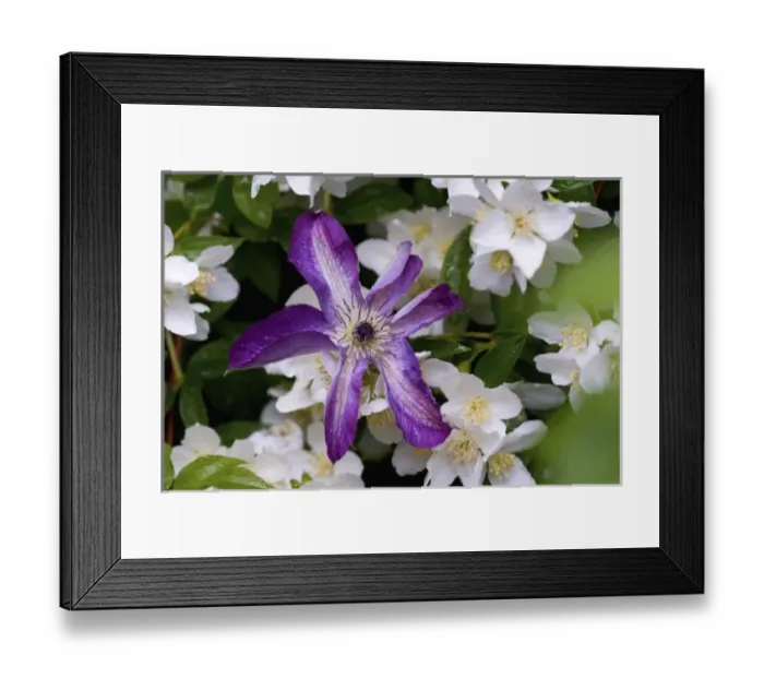 Framed Print : Clematis growing in the Bellevue Botanical Gardens, Bellevue, Washington Framed Print : Clematis growing in the Bellevue Botanical Gardens, Bellevue, Washington
