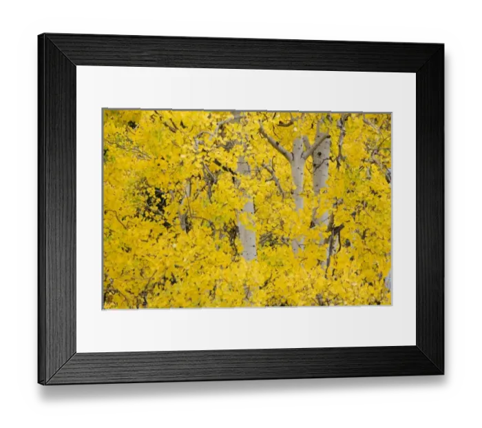 Framed Print : USA, North America, Wyoming Framed Print : USA, North America, Wyoming