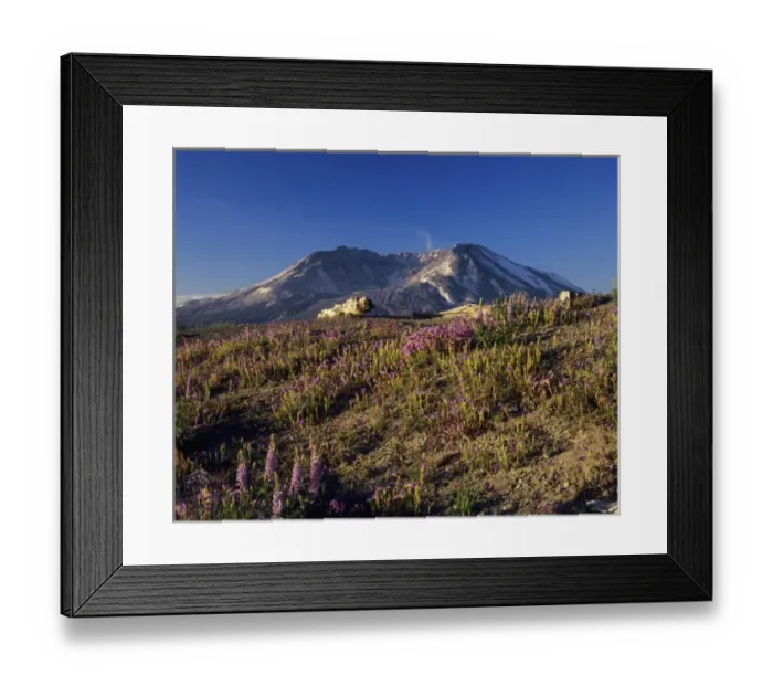 Framed Print : Mount Saint Helens. from Johnston Ridge. Mount Saint Helens National Volcanic Monument