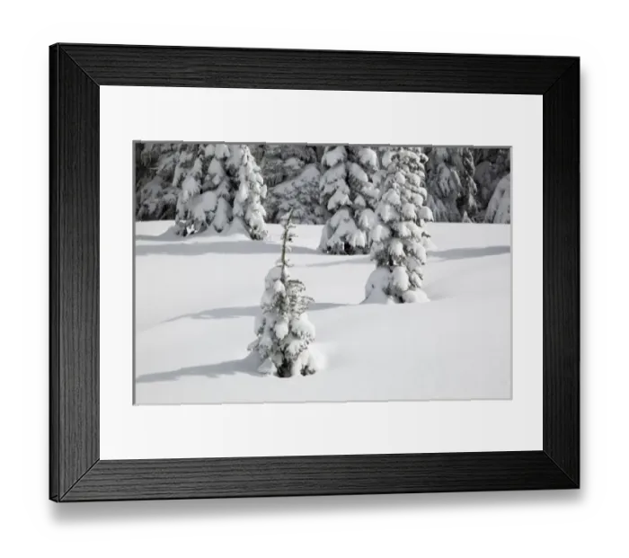 Framed Print : WA, Mount Rainier National Park, Snow-covered fir trees Framed Print : WA, Mount Rainier National Park, Snow-covered fir trees