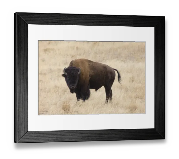 Framed Print : WY, Yellowstone Naional Park, Bison bull, in the Lamar Valley (Bison bison) Framed Print : WY, Yellowstone Naional Park, Bison bull, in the Lamar Valley (Bison bison)