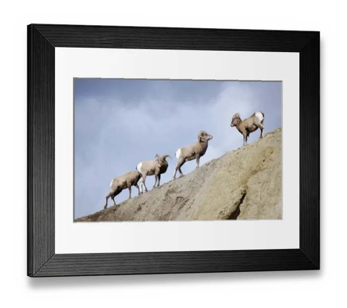 Framed Print : USA, North America, Wyoming
