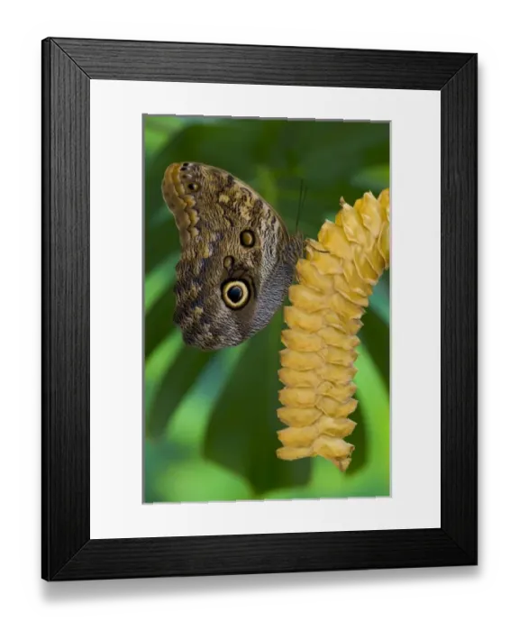 Framed Print : USA, North America, Washington