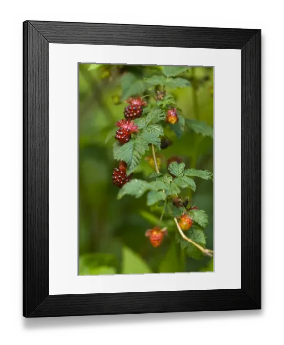 Framed Print : USA, WA. Prized fruit of native Salmonberry (Rubus spectabilis) is delicacy of summer Framed Print : USA, WA. Prized fruit of native Salmonberry (Rubus spectabilis) is delicacy of summer