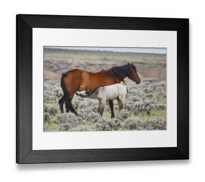 Framed Print : USA, North America, Wyoming