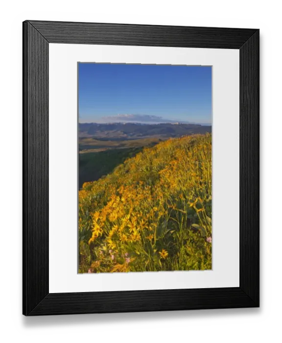 Framed Print : Arrowleaf balsamroot wildflowers and Union Peak in the Wind River Range near Dubois Framed Print : Arrowleaf balsamroot wildflowers and Union Peak in the Wind River Range near Dubois