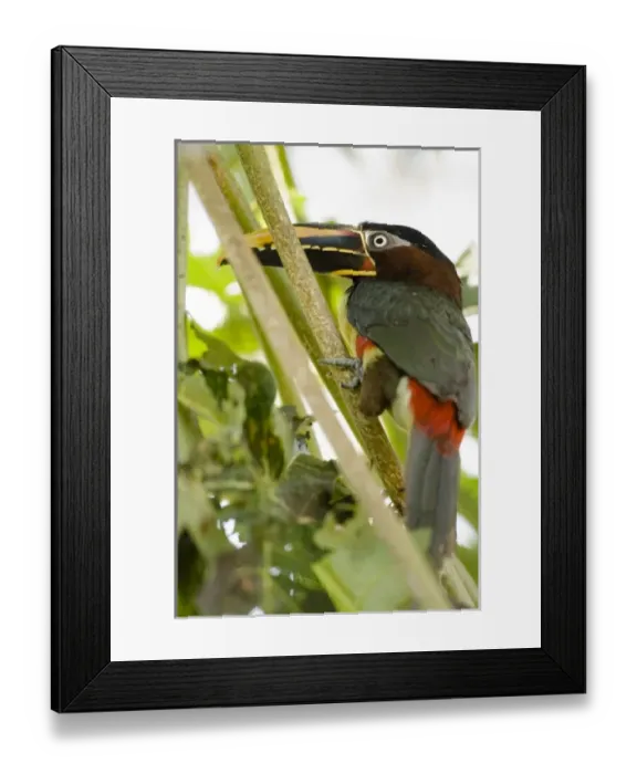 Framed Print : USA, North America, Wyoming