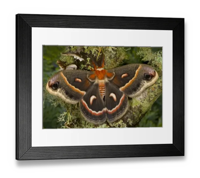 Framed Print : USA, North America, Washington Framed Print : USA, North America, Washington