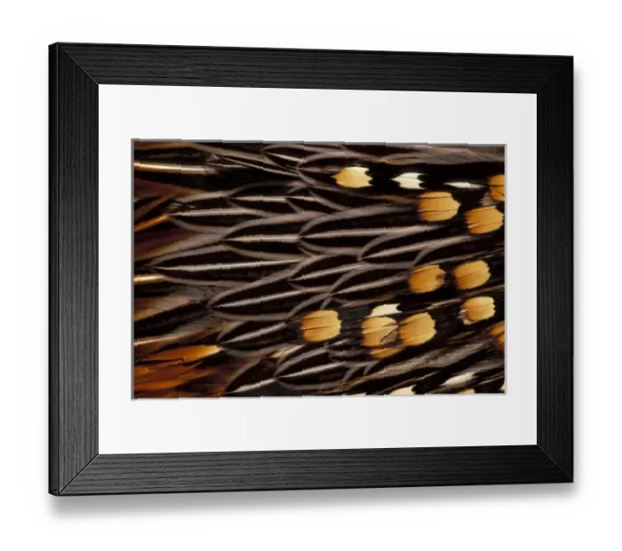 Framed Print : USA, Washington, Sammamish. Game cock feather pattern