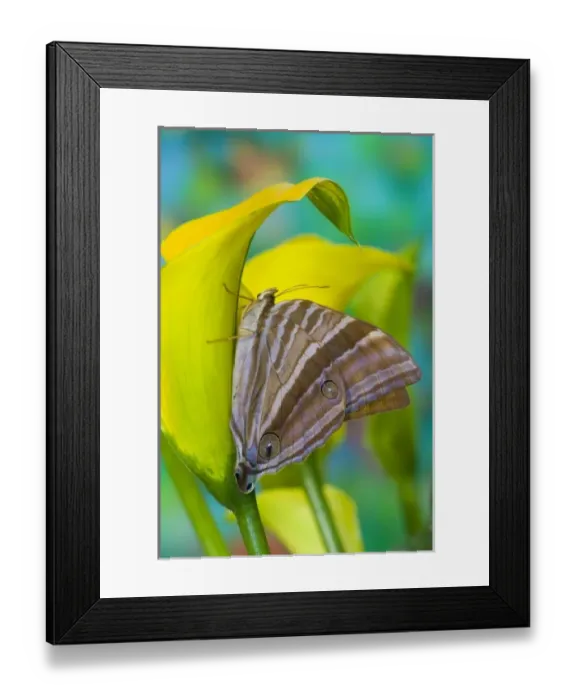 Framed Print : USA, North America, Washington