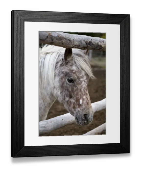 Framed Print : USA. Wyoming. Grand Tetons National Park. Spotted pony looks through corral in the Tetons