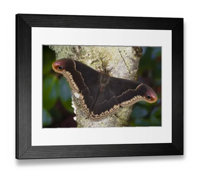 Framed Print : USA, North America, Washington Framed Print : USA, North America, Washington