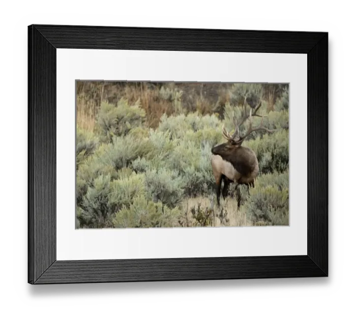 Framed Print : USA, North America, Wyoming