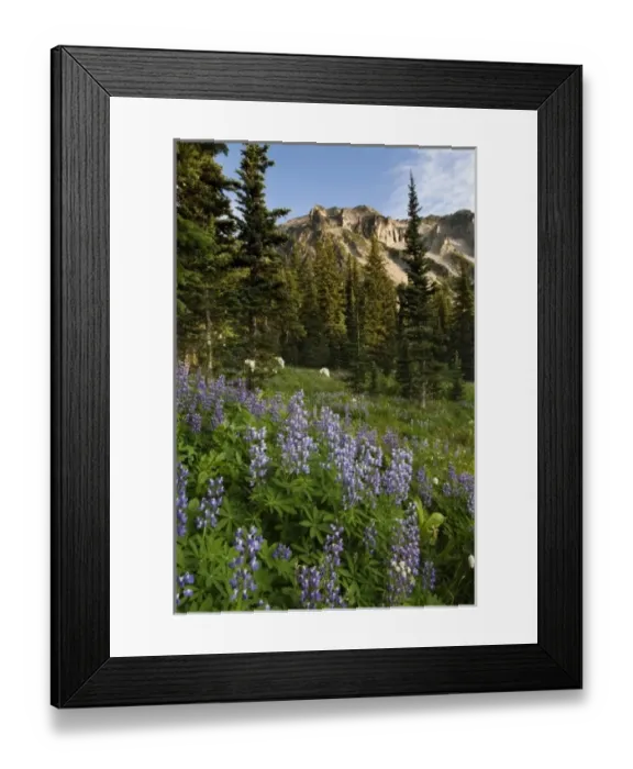 Framed Print : USA, North America, Washington
